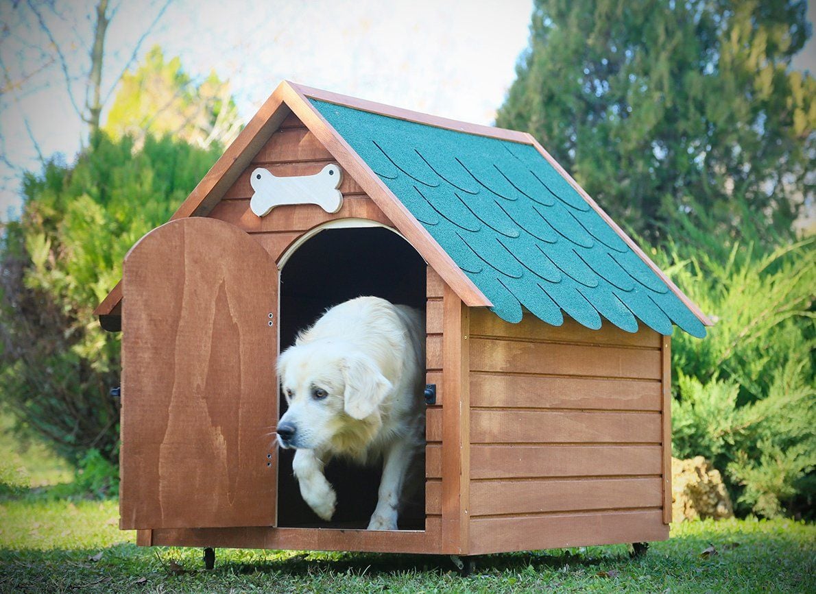 Köpek Dostu Bahçe Tasarlama Rehberi