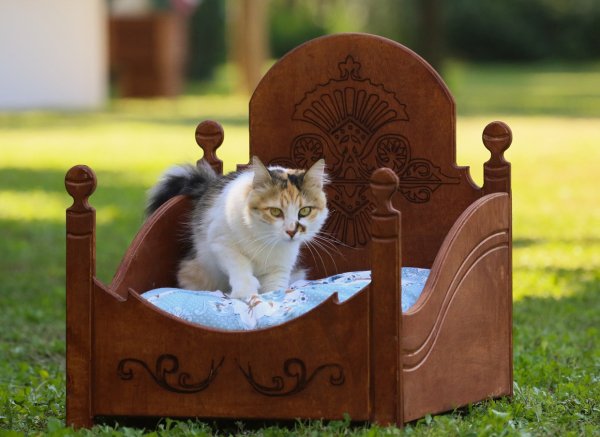 Ahşap Lüks Kedi Yatağı