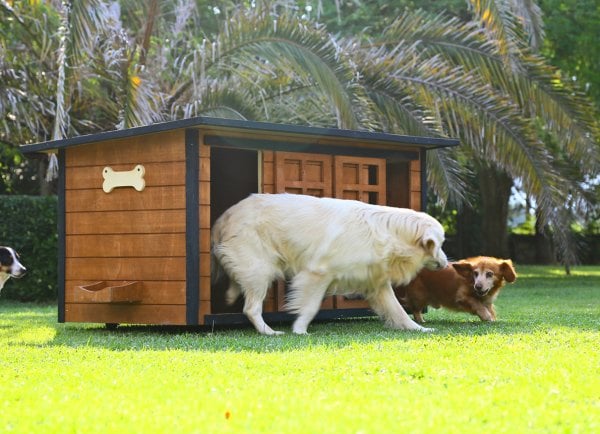 MANDU Ahşap İkiz Köpek Kulübesi (2 yuva tek kulübe) + İsimlik ve mama kabı
