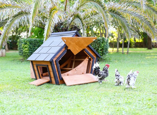 MANDU Ahşap Tavuk Kümesi (6 Tavuk) ve Güvercin Evi