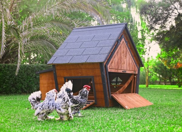 MANDU Ahşap Tavuk Kümesi (10 Tavuk)